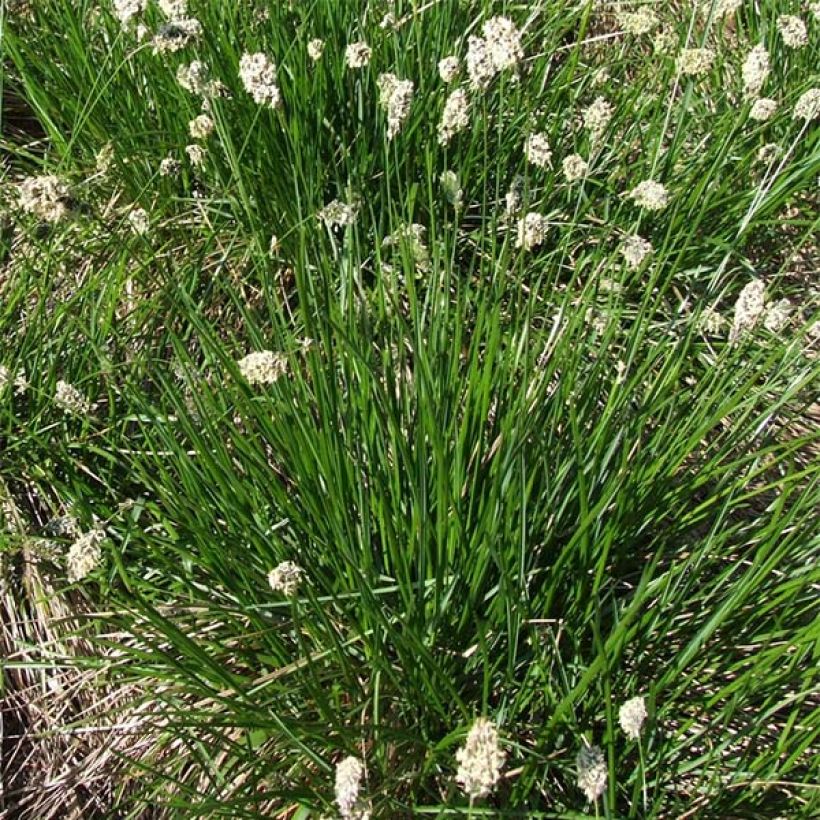 Sesleria heufleriana - Seslerie (Port)