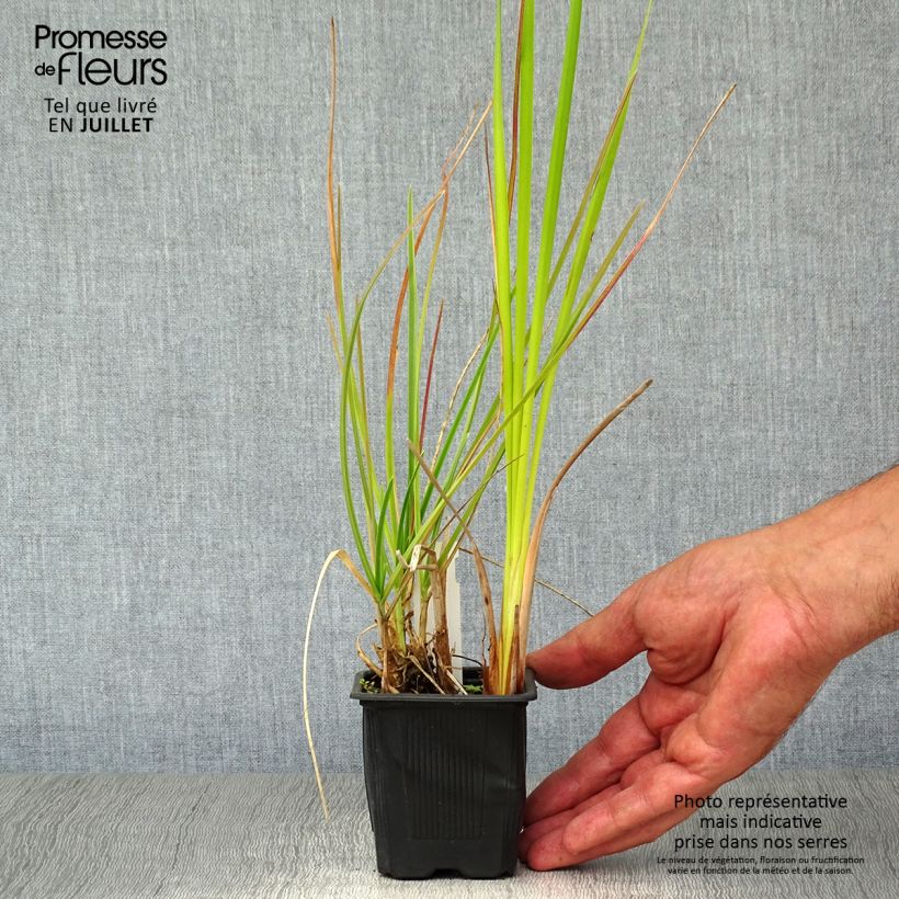 Spécimen de Sesleria heufleriana - Seslerie Godet de 8/9 cm tel que livré en été