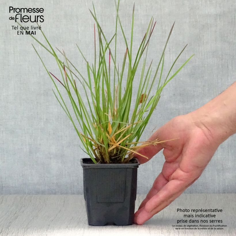 Spécimen de Sesleria heufleriana - Seslerie en godet de 9 cm tel que livré au printemps