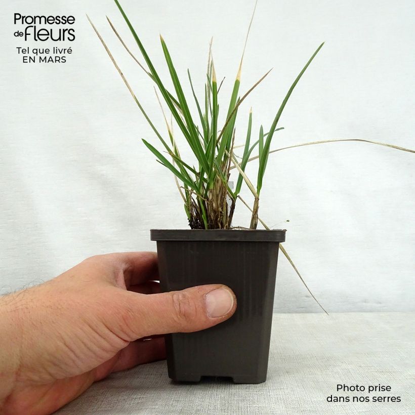 Spécimen de Sesleria nitida - Seslérie Godet de 9cm tel que livré au printemps