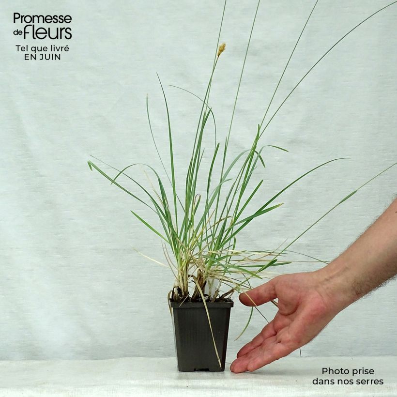 Spécimen de Sesleria nitida - Seslérie Godet de 8/9 cm tel que livré en été