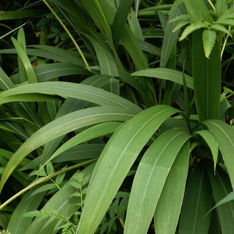 Setaria palmifolia - Herbe-palmier (Feuillage)