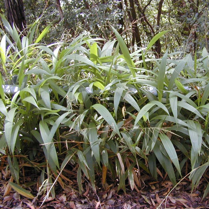 Setaria palmifolia - Herbe-palmier (Port)