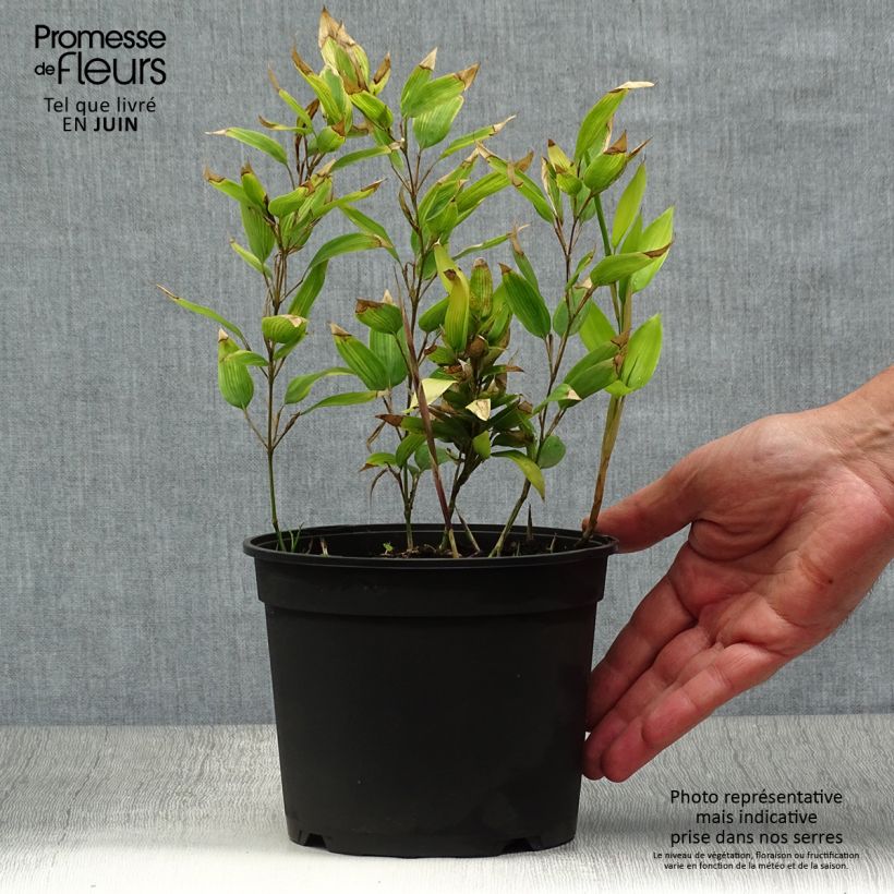 Spécimen de Shibataea kumasaca - Bambou nain Pot de 2L/3L tel que livré en été