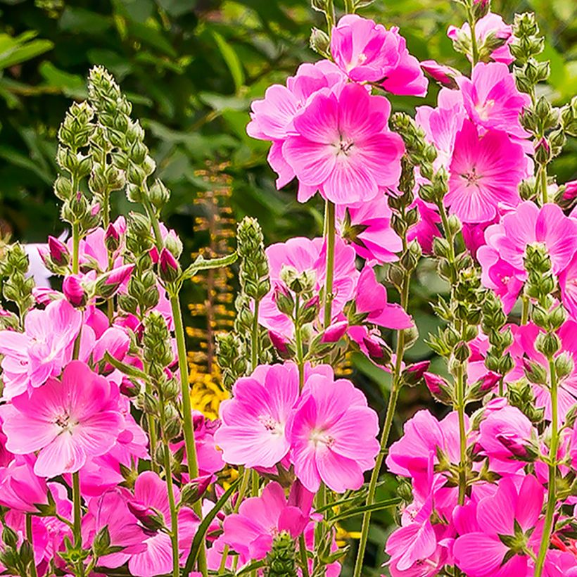 Sidalcea Candy Girl - Sidalcée (Floraison)