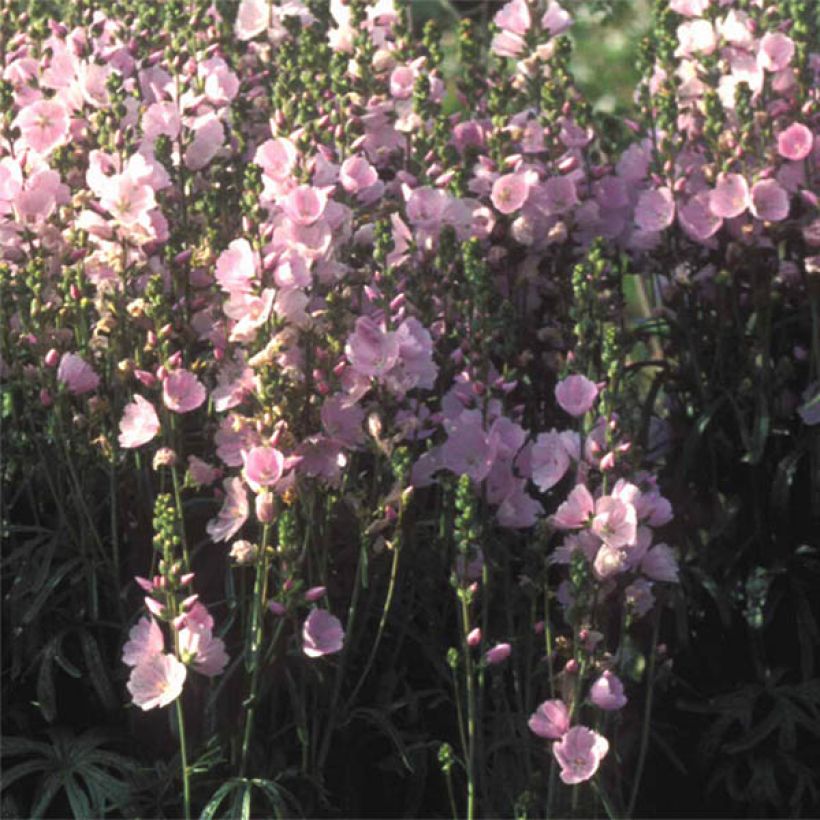 Sidalcea Little Princess - Sidalcée (Floraison)