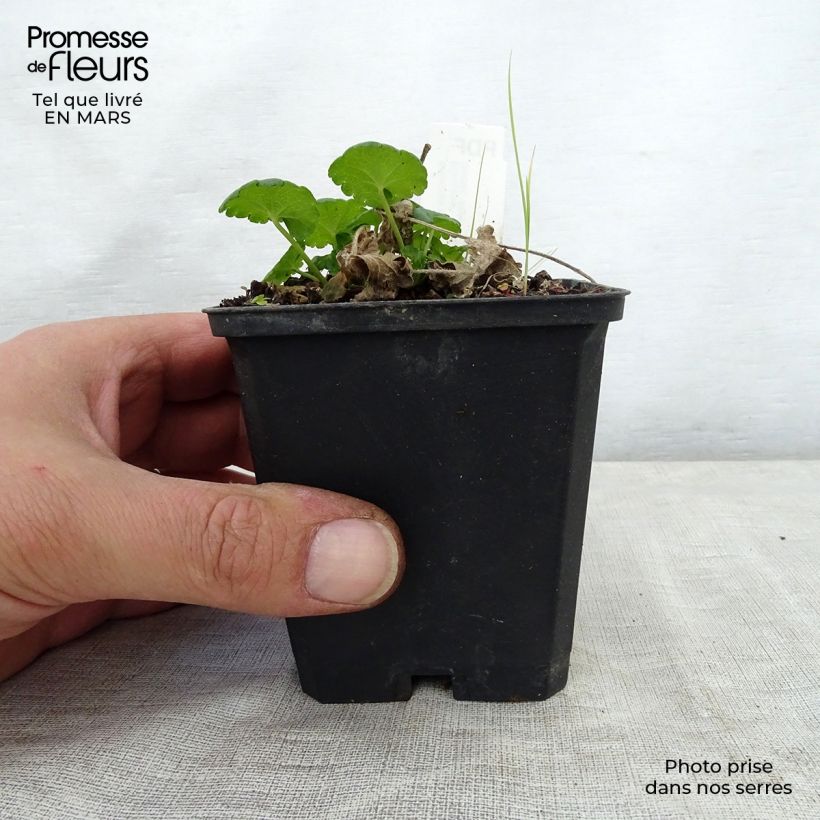 Spécimen de Sidalcea Little Princess - Sidalcée Godet de 9cm tel que livré au printemps