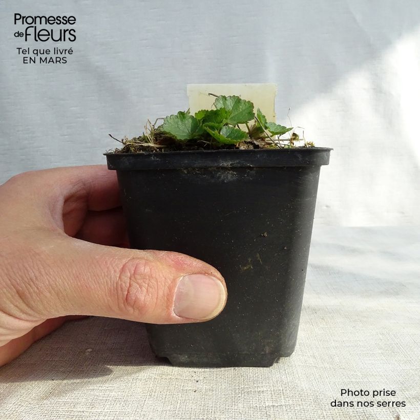 Spécimen de Sidalcea Oberon - Sidalcée Godet de 9cm tel que livré au printemps