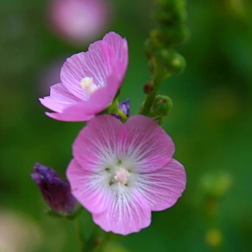 Sidalcea Party Girl - Sidalcée (Floraison)