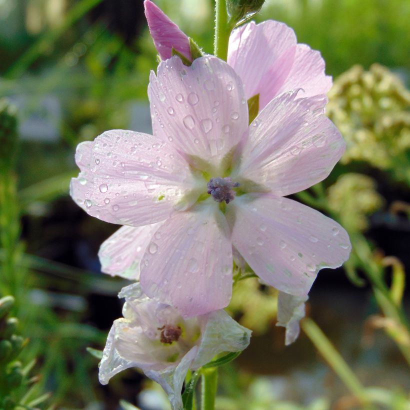 Sidalcea malviflora Elsie Heugh, Sidalcée (Floraison)