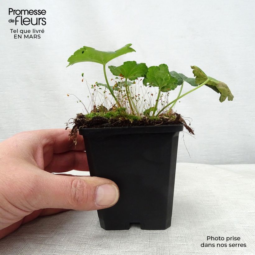 Spécimen de Sidalcea malviflora Elsie Heugh, Sidalcée Godet de 9cm tel que livré au printemps