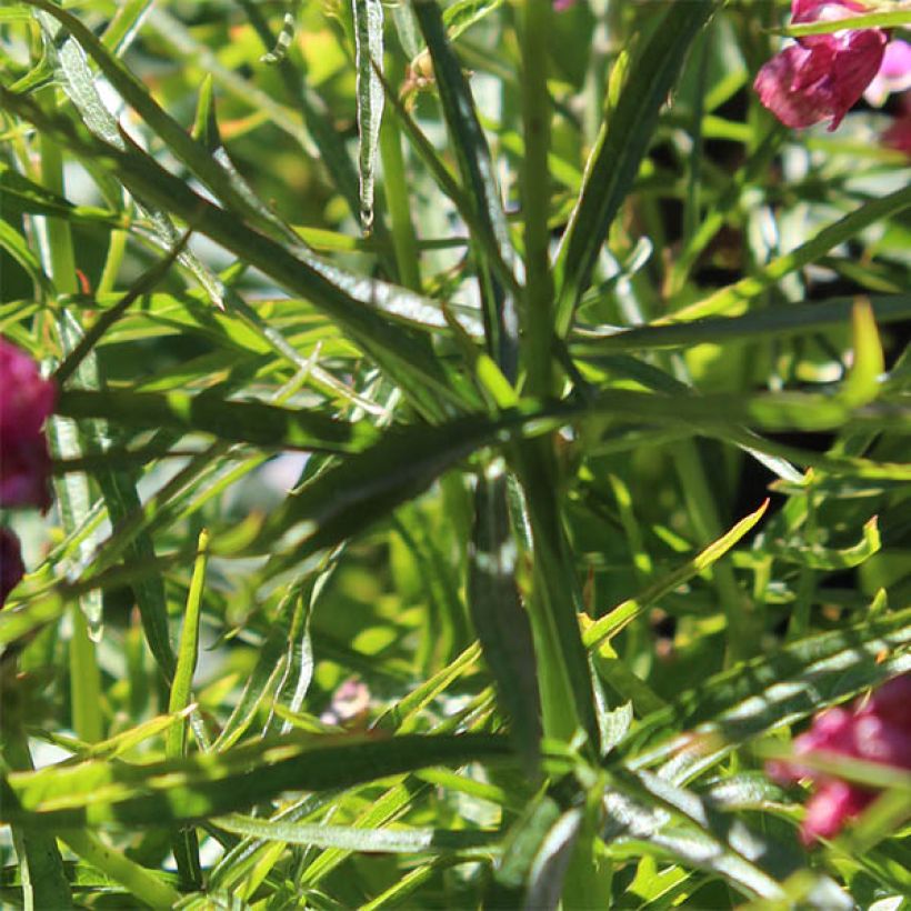 Sidalcea oregana Brilliant - Sidalcée (Feuillage)