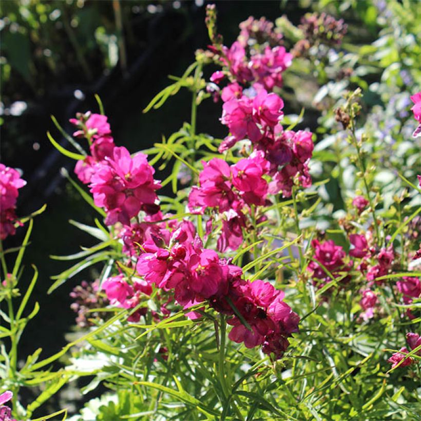 Sidalcea oregana Brilliant - Sidalcée (Floraison)