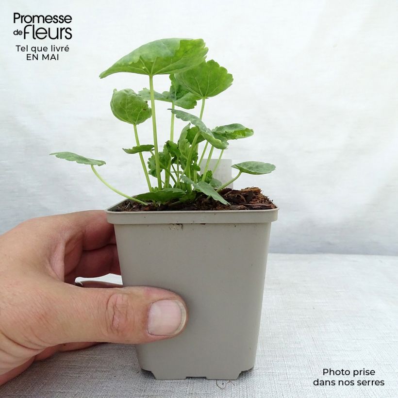 Spécimen de Sidalcea oregana Brilliant - Sidalcée Godet de 9cm tel que livré au printemps