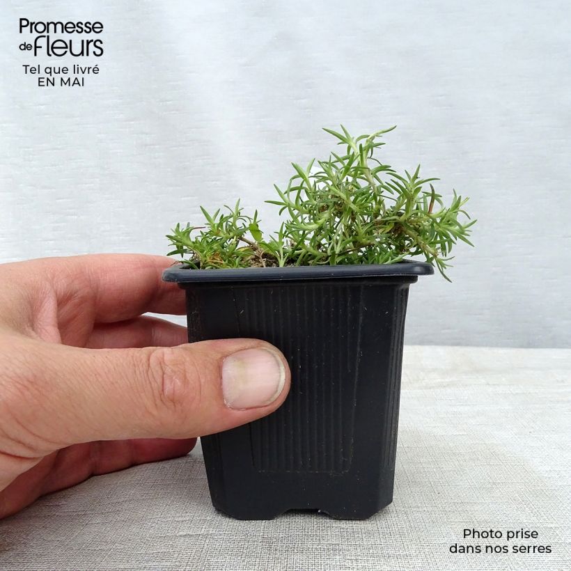 Spécimen de Silene acaulis Godet de 8/9 cm tel que livré au printemps