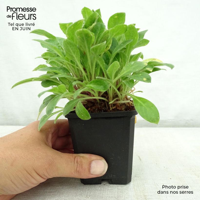 Spécimen de Silène rub. Rollies Favorite - Silene robotii Godet de 7/8 cm tel que livré en été