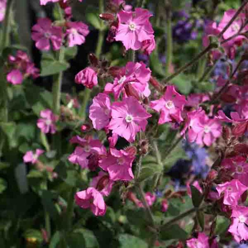 Silène rub. Rollies Favorite - Silene robotii (Floraison)