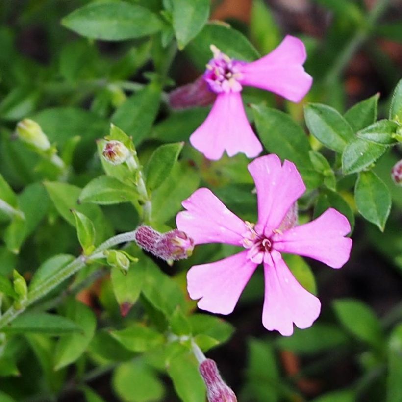 Silène schafta (Floraison)