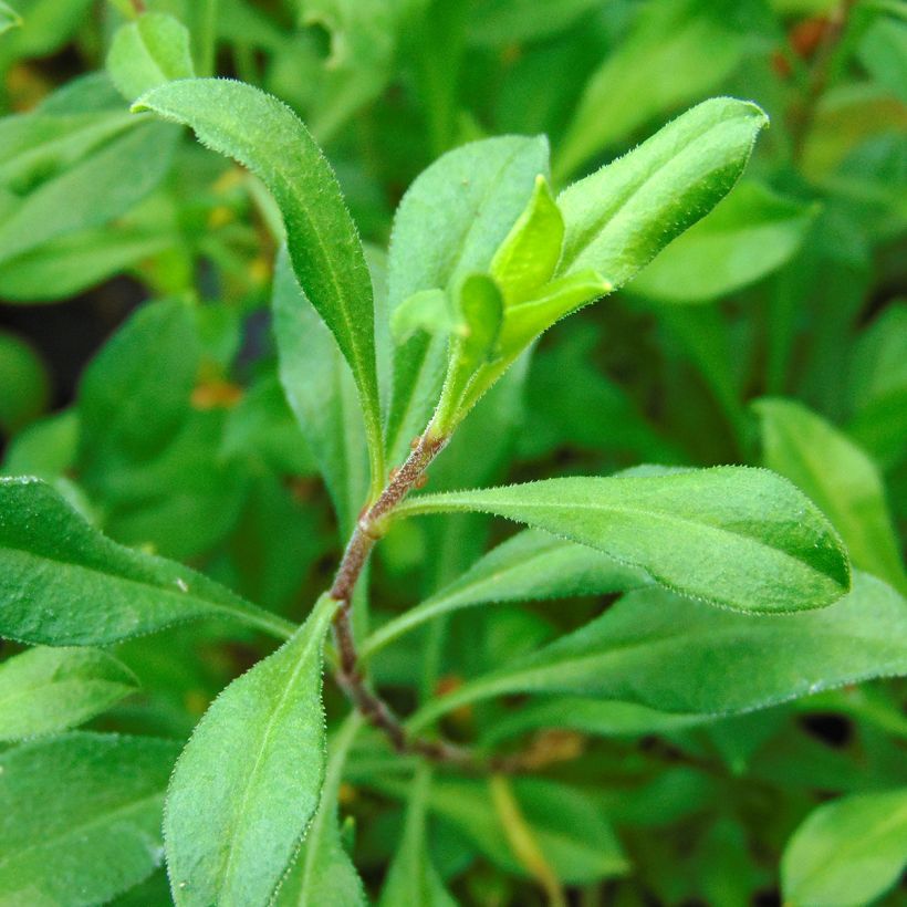 Silène schafta Splendens (Feuillage)