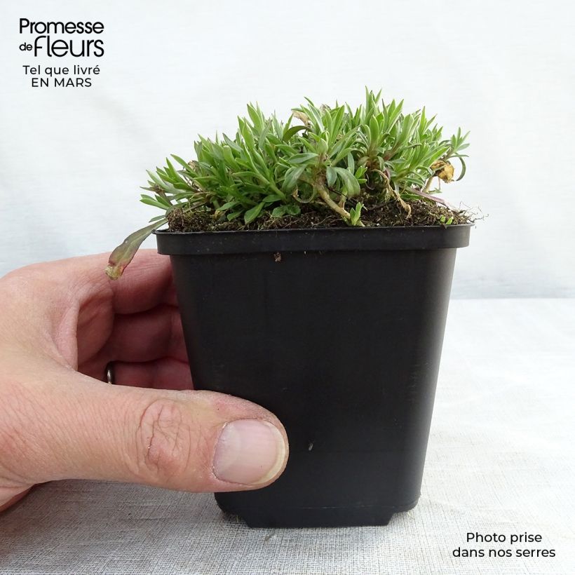 Spécimen de Silène schafta Splendens Godet de 9cm tel que livré au printemps