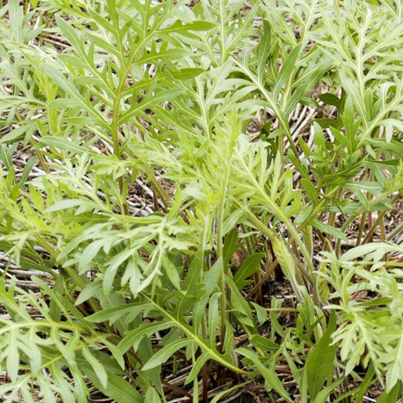 Silphium laciniatum - Plante boussole (Feuillage)
