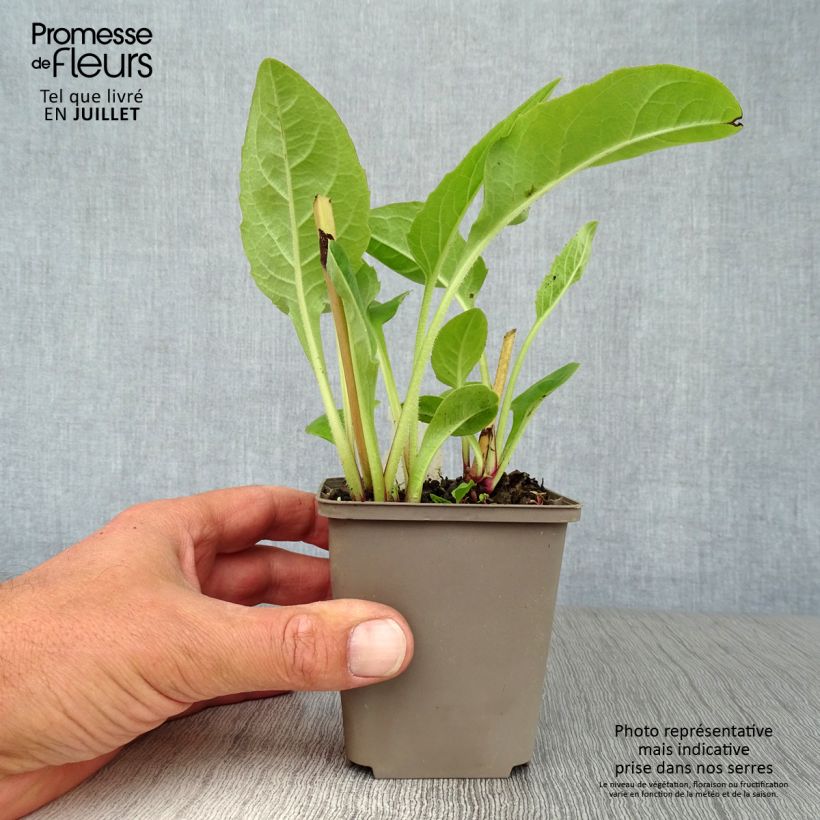 Spécimen de Silphium perfoliatum Godet de 8/9 cm tel que livré en été