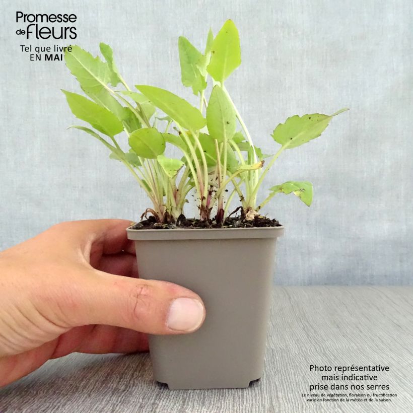 Spécimen de Silphium perfoliatum Godet de 9cm tel que livré au printemps