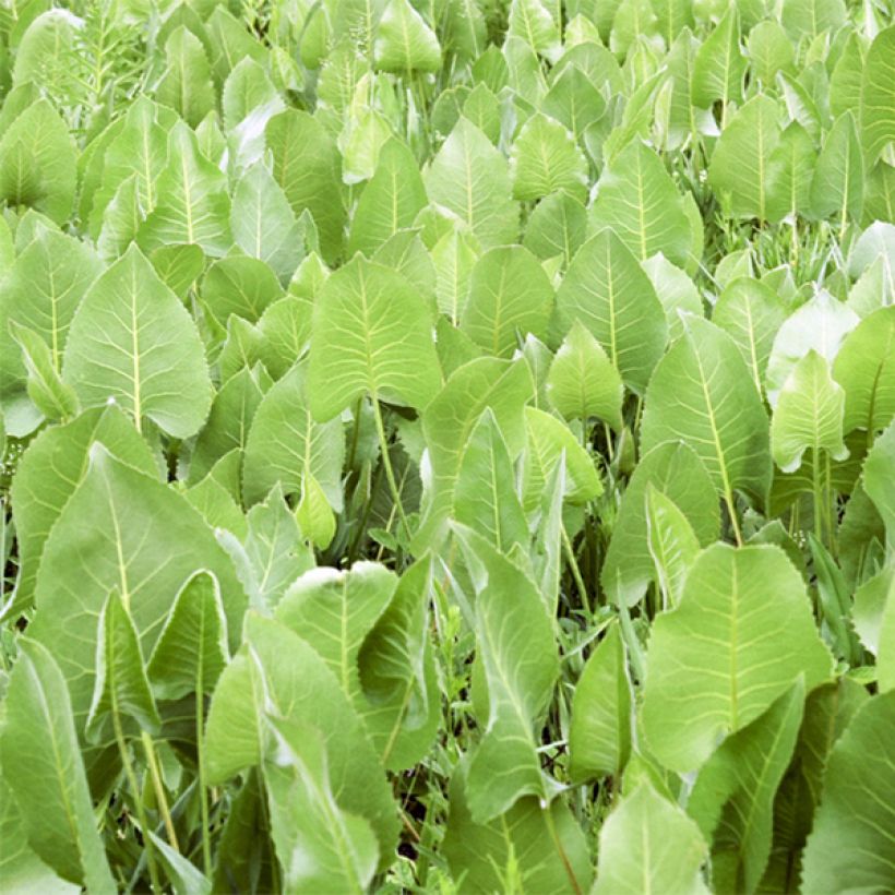 Silphium terebinthinaceum (Feuillage)