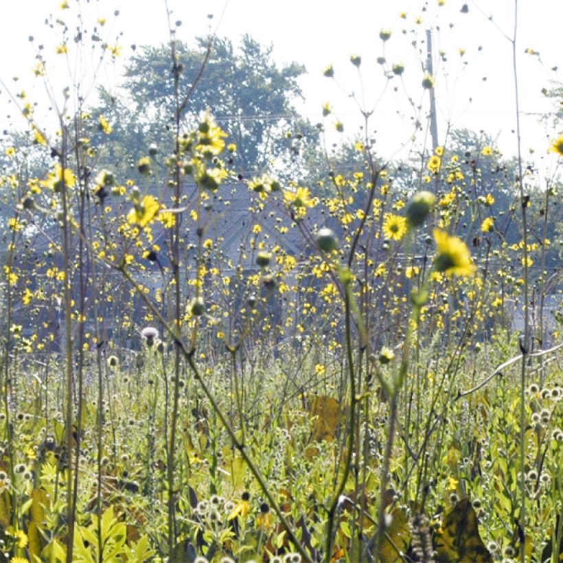 Silphium terebinthinaceum (Floraison)