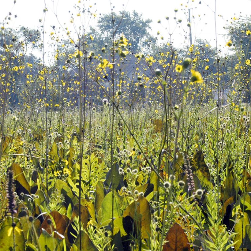 Silphium terebinthinaceum (Port)