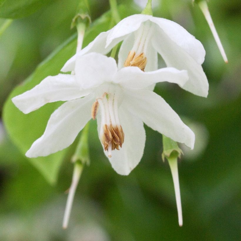 Sinojackia xylocarpa - Jaquier de Chine (Floraison)