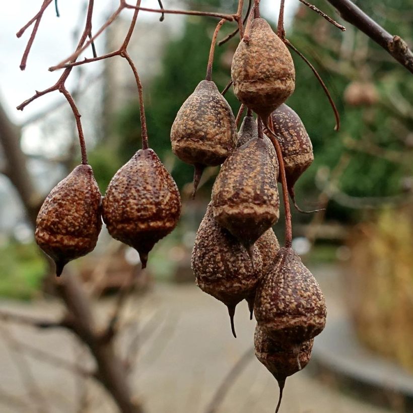 Sinojackia xylocarpa - Jaquier de Chine (Récolte)