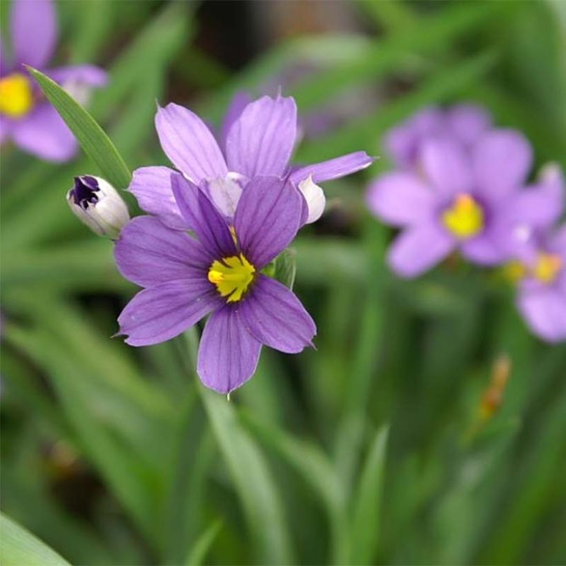 Sisyrinchium Lucerne - Bermudienne hybride (Floraison)