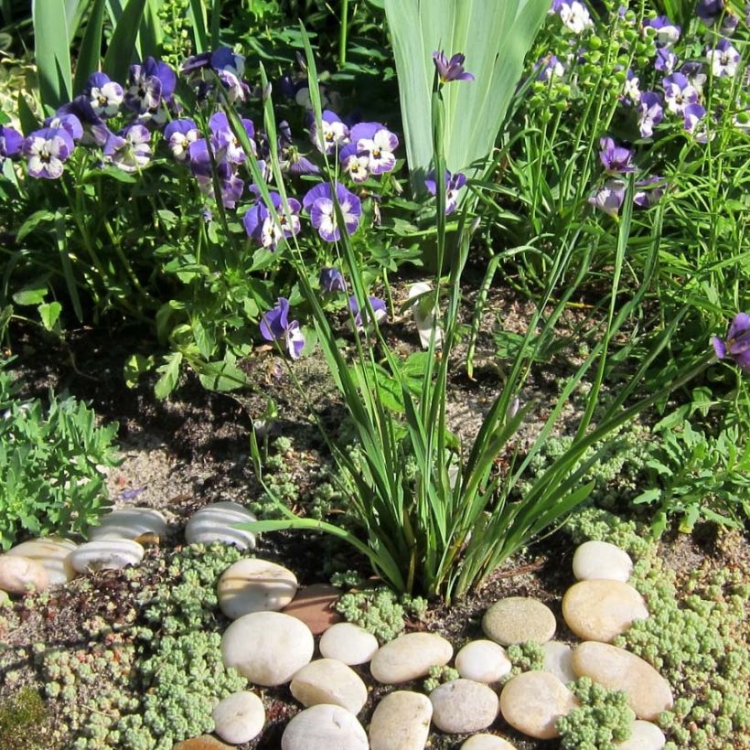 Sisyrinchium Lucerne - Bermudienne hybride (Port)