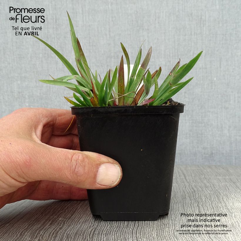 Spécimen de Sisyrinchium Lucerne - Bermudienne hybride Godet de 8/9 cm tel que livré au printemps