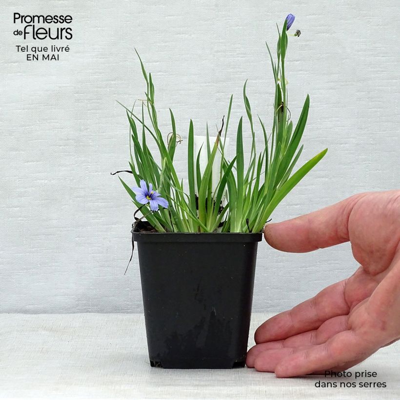 Spécimen de Sisyrinchium angustifolium Devon Skies Godet de 9cm tel que livré au printemps