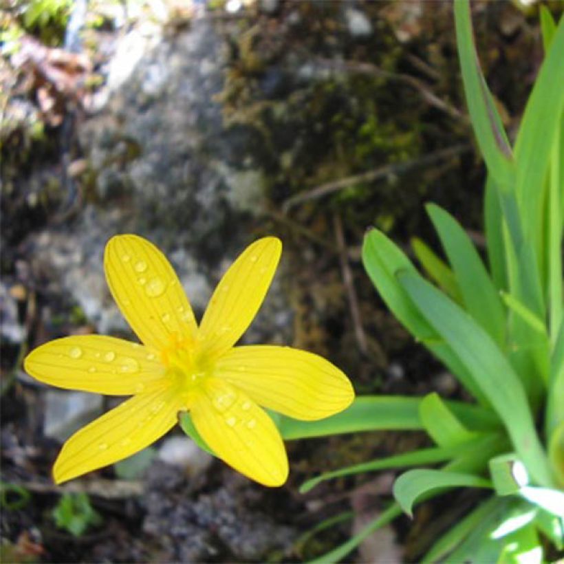 Sisyrinchium californicum - Bermudienne de Californie (Floraison)
