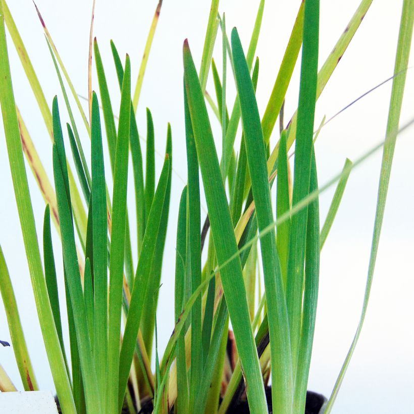 Sisyrinchium californicum - Bermudienne de Californie (Feuillage)