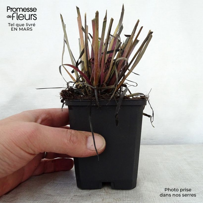 Spécimen de Sisyrinchium californicum - Bermudienne de Californie Godet de 9cm tel que livré au printemps