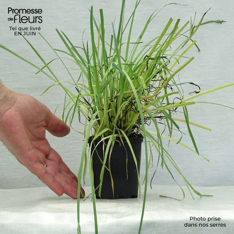 Spécimen de Sisyrinchium californicum - Bermudienne de Californie Godet de 8/9 cm tel que livré en été