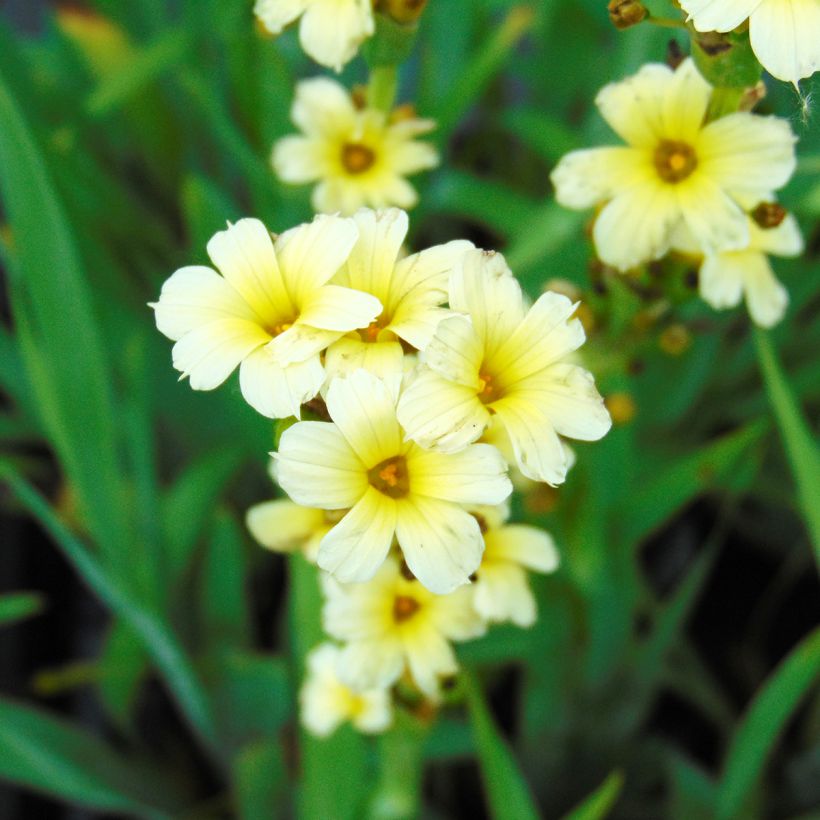 Sisyrinchium striatum (Floraison)