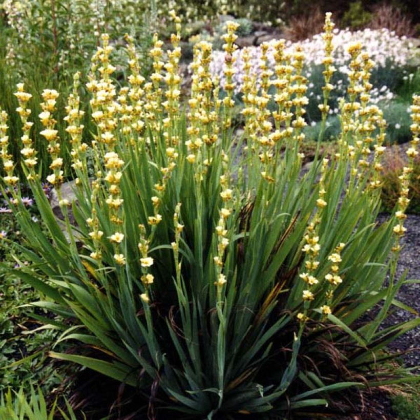 Sisyrinchium striatum (Port)