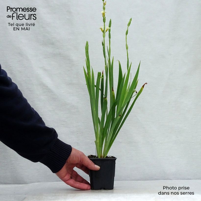 Spécimen de Sisyrinchium striatum Godet de 8 cm tel que livré au printemps