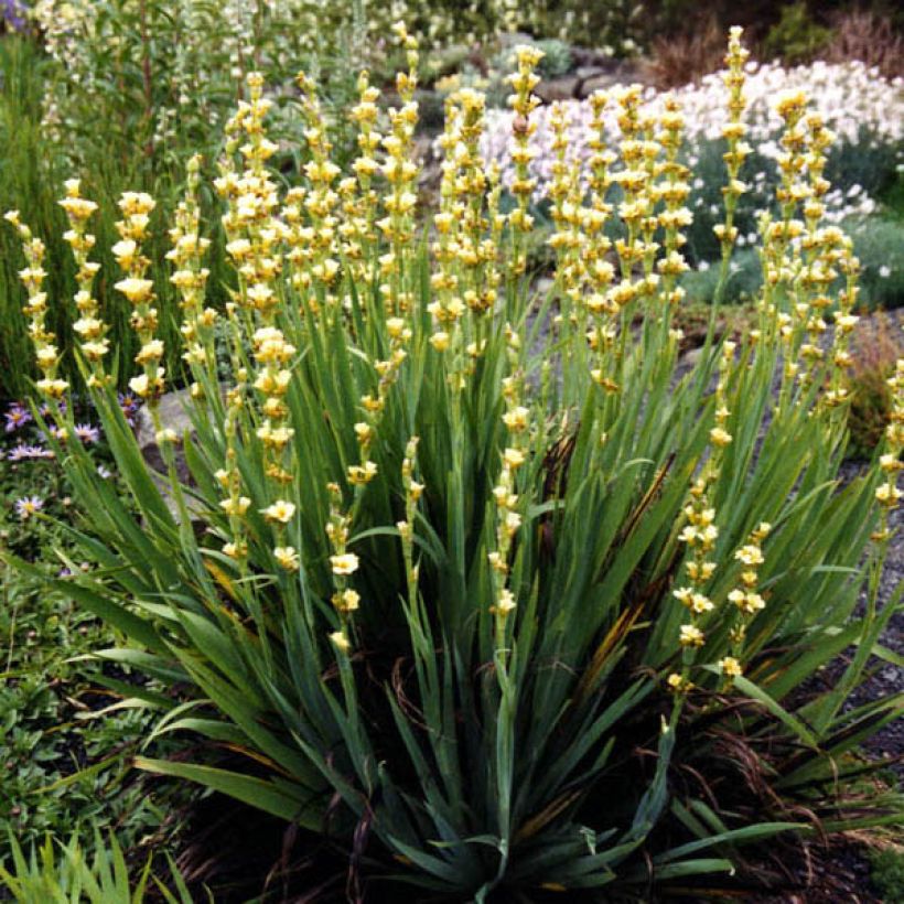 Sisyrinchium striatum Aunt May - Bermudienne  panachée (Port)