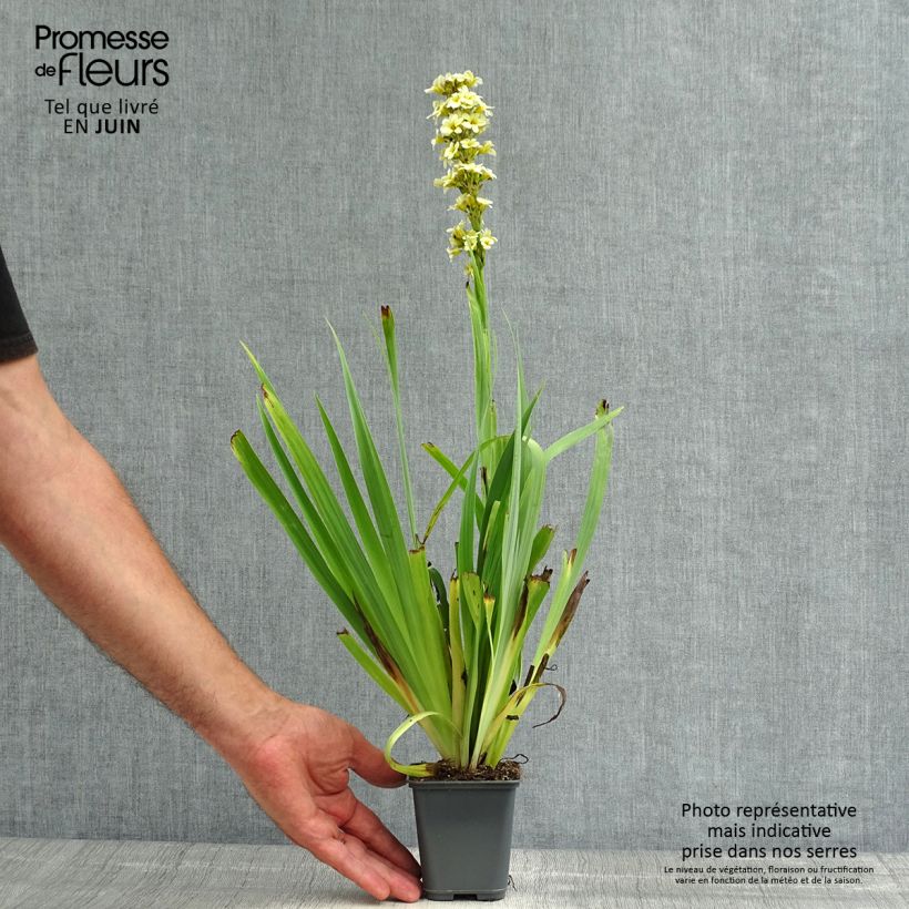 Spécimen de Sisyrinchium striatum Aunt May - Bermudienne  panachée Godet de 8/9 cm tel que livré en été