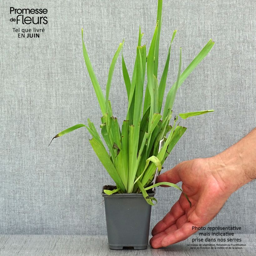 Spécimen de Sisyrinchium striatum Aunt May - Bermudienne  panachée Godet de 8/9 cm tel que livré au printemps