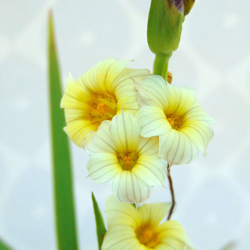 Sisyrinchium striatum (Feuillage)