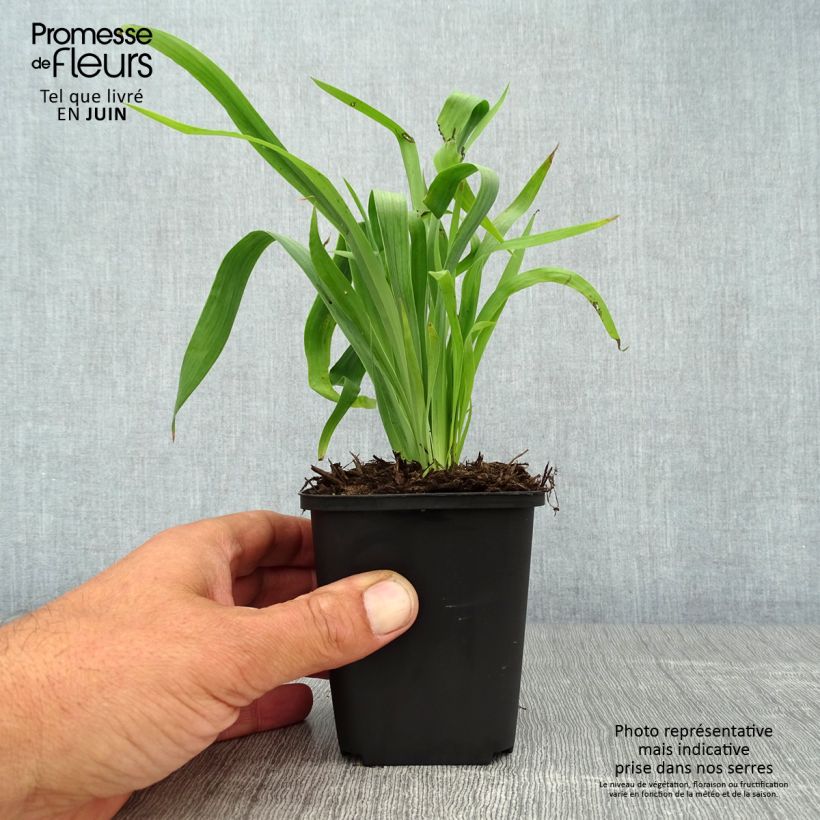 Spécimen de Sisyrinchium striatum Godet de 8/9 cm tel que livré en été