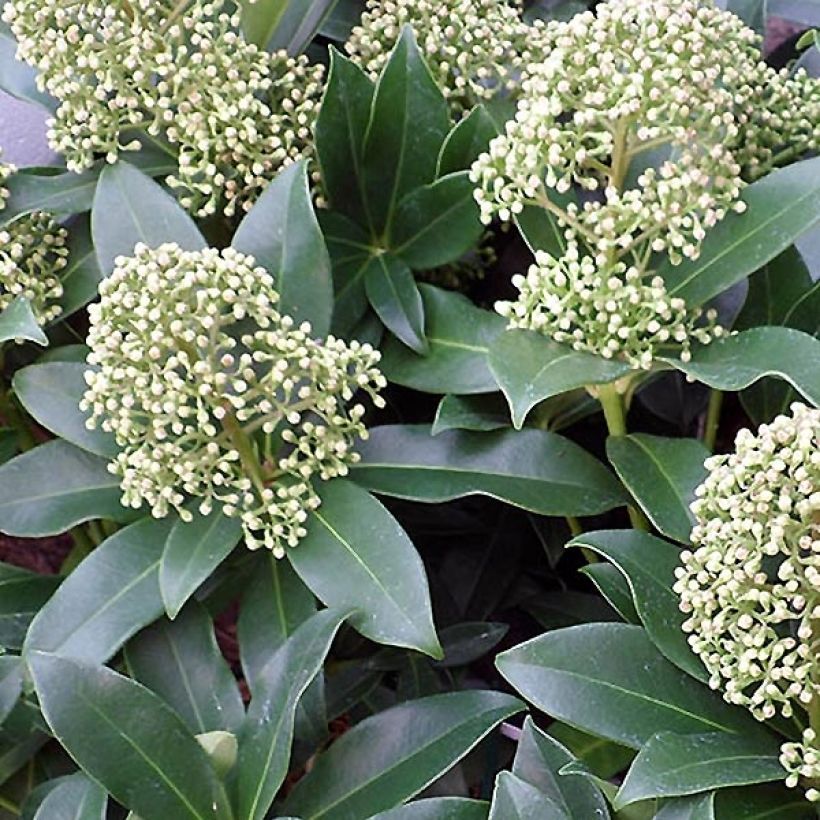 Skimmia japonica Fragrant Cloud (Floraison)