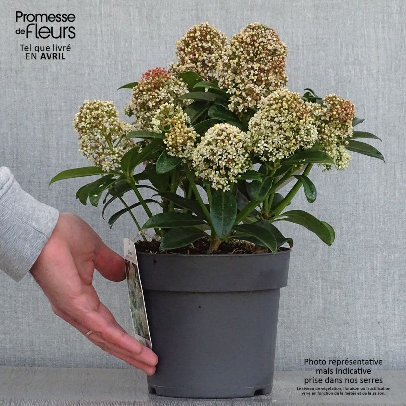 Spécimen de Skimmia japonica Fragrant Cloud Pot de 2L tel que livré au printemps